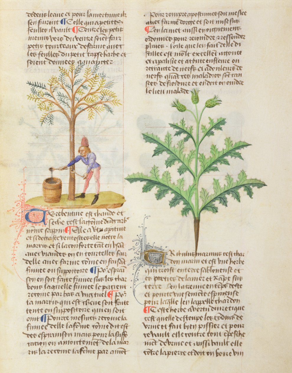 Extraction de la térébenthine, Ms. De Diversis Herbis par Dioscorides, fol.165r - French School