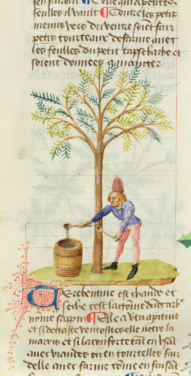 Ms Est 28 M.5.9 fol.165r Collecte de térébenthine, du Grand Herbier par Pedanius Dioscorides (vers 40-90 apr. J.-C.) - French School