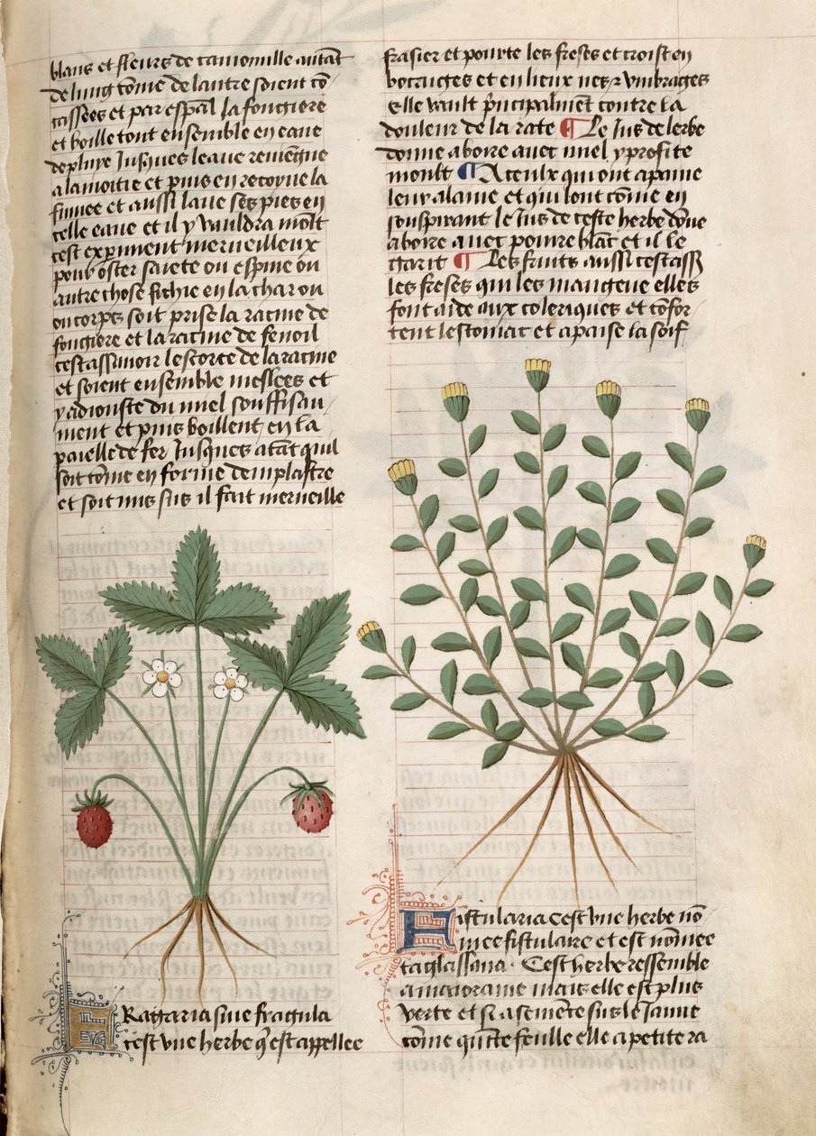 Ms Est 28 M 5.9 fol.75r Fraisier, de 