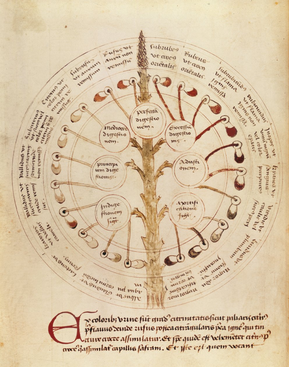 Ms Lat 11229 fol.19r Tableau pour l