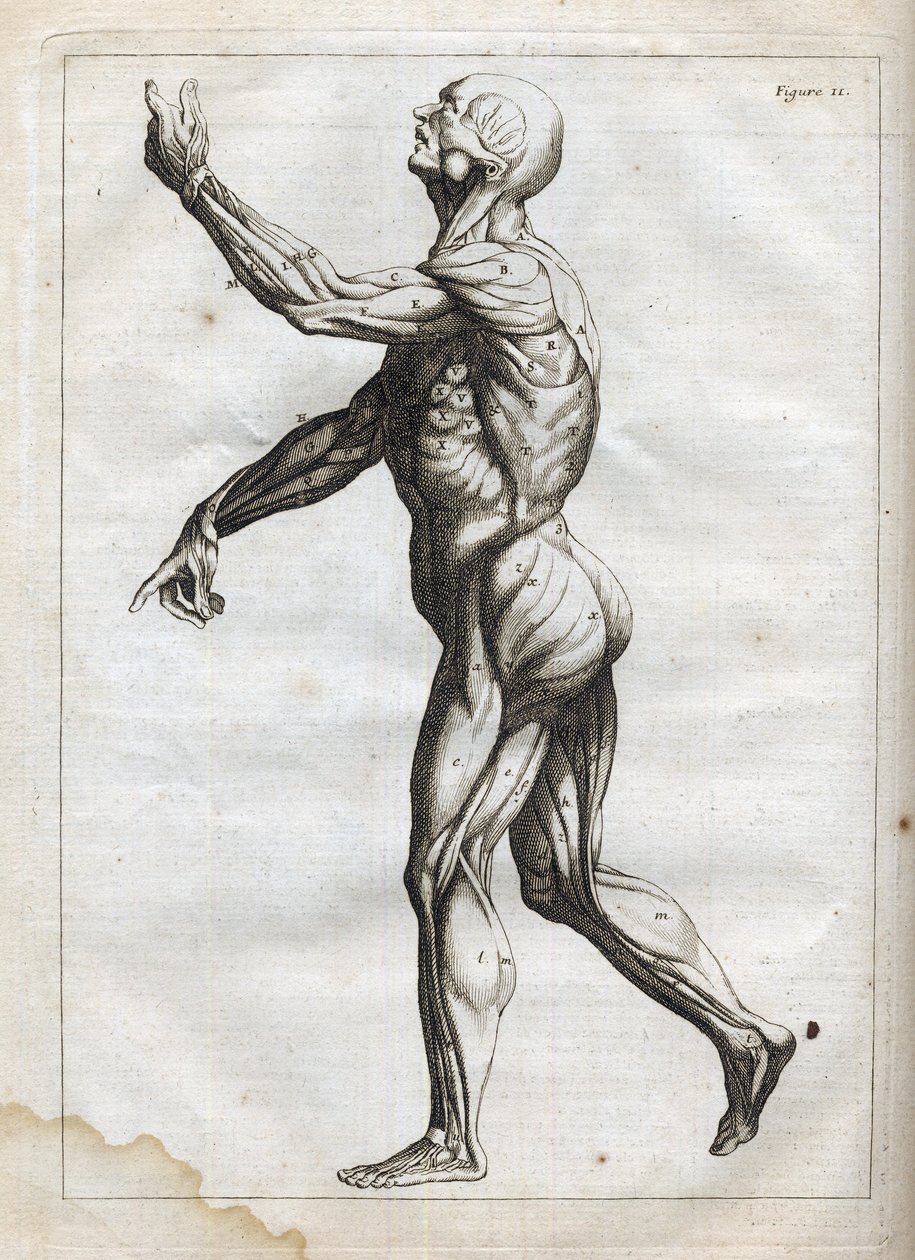 Muscles humains - Gravure dans « Abrégé d