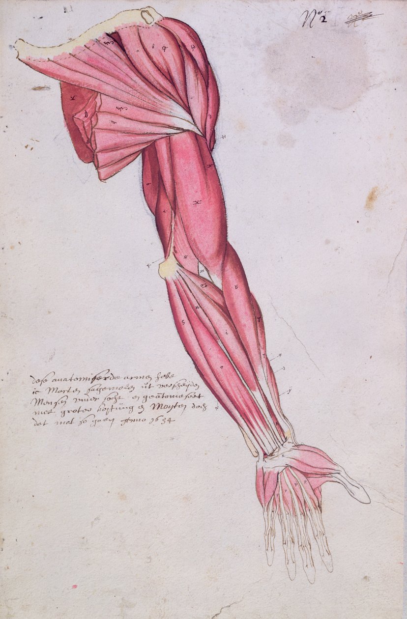 Musculature du bras et de l