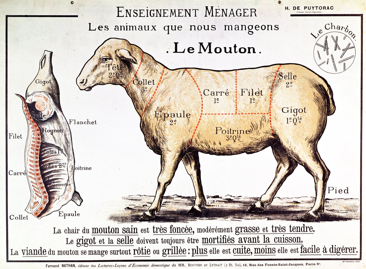 Mouton : diagramme représentant les différentes coupes de viande - French School