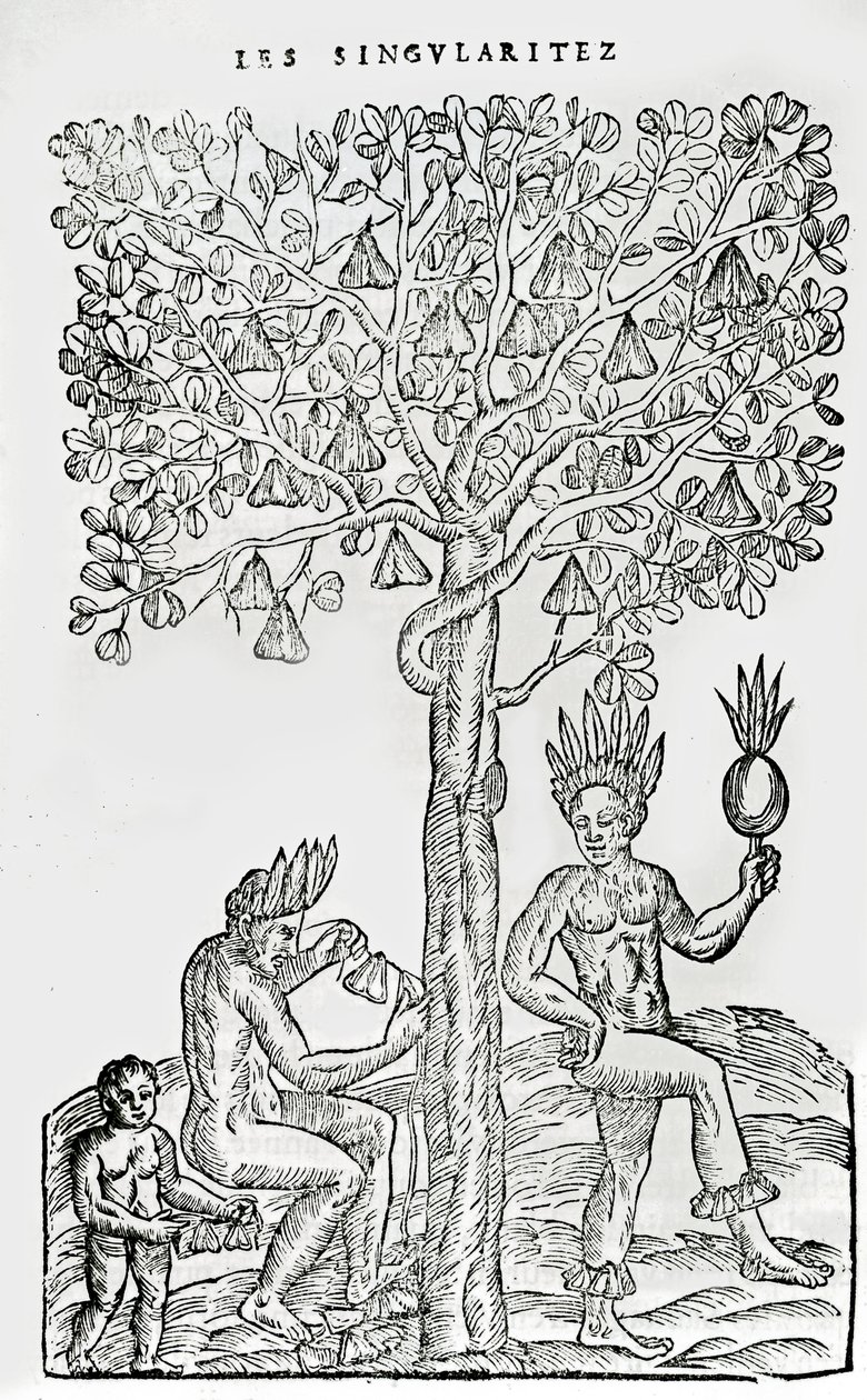 Nana fuit, plante médicinale, illustration de Singularités de la France Antarctique, par André de Thevet, 1558 - French School