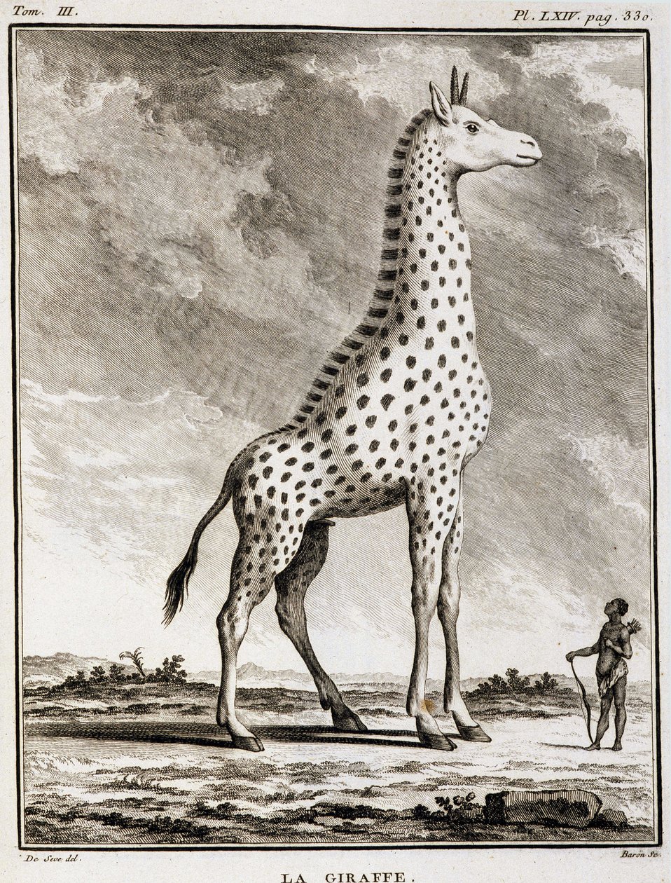 Histoire naturelle : La Girafe - dans "Histoire naturelle, générale et particulière" par Buffon - French School
