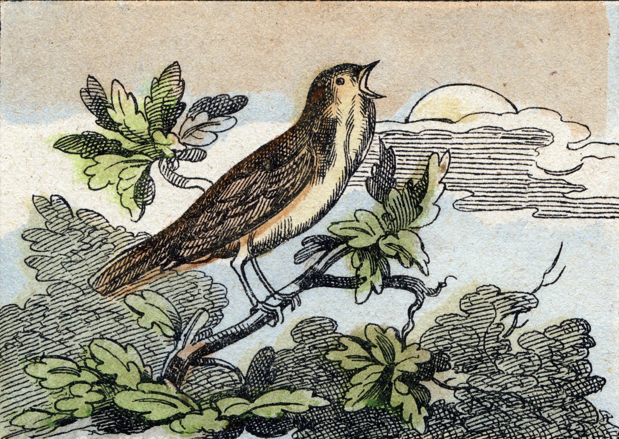 Rossignol. Gravure dans "Buffon Alphabet des Oiseaux n 1". 3e Série N 1. Imagerie d