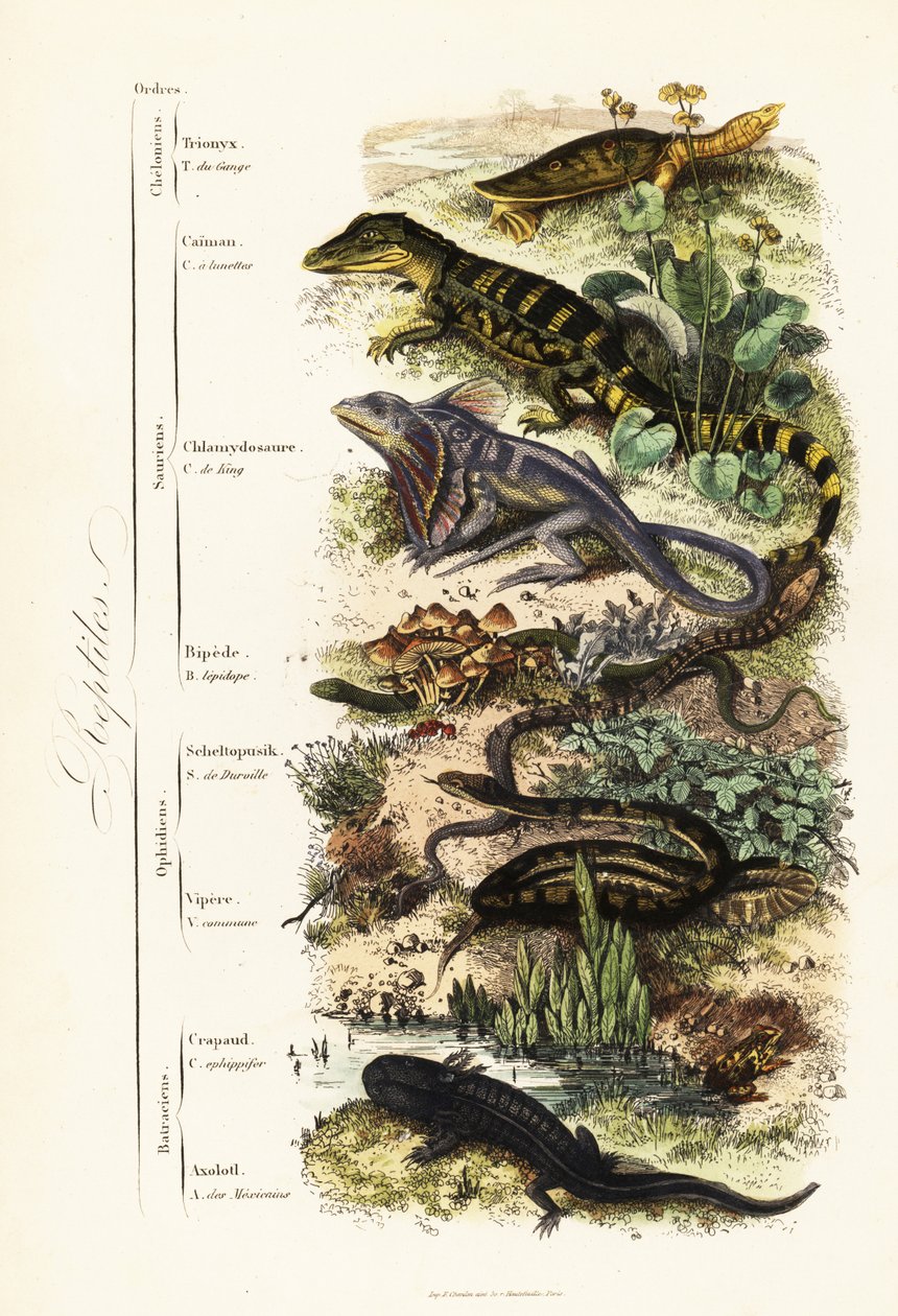 Ordres de reptiles : tortue molle indienne vulnérable, Nilssonia gangetica, caïman à lunettes, Caiman crocodilus, lézard à collerette, Chlamydosaurus kingii, pied écailleux commun, Pygopus lepidopodus, lézard de verre européen, Pseudopus apodus, vipère com - French School
