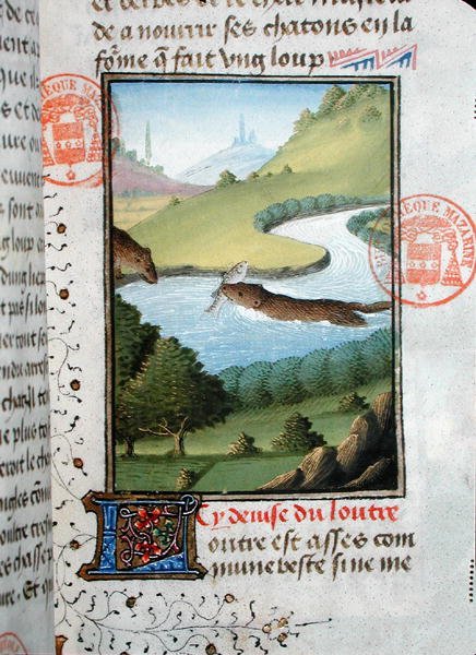 Loutre attrapant un poisson, du Livre de la Chasse par Gaston Phébus de Foix (1331-91) - French School