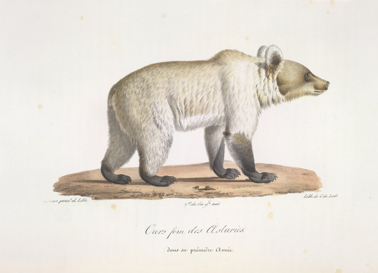 Ours femelle des Asturies. Ours brun espagnol femelle, tiré de Histoire Naturelle des Mammifères - French School