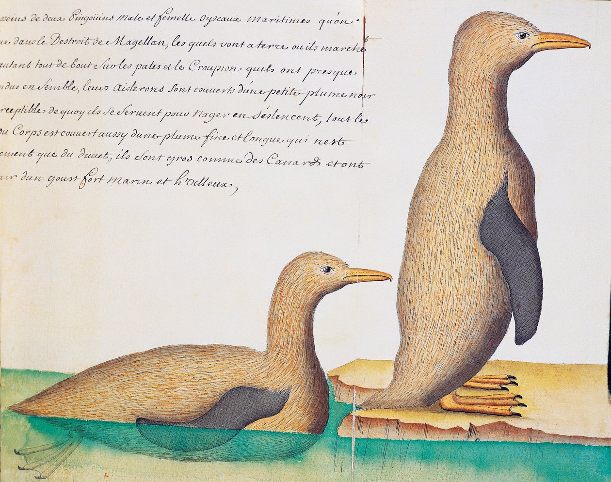Manchots, détroit de Magellan, aquarelle du journal de bord par Jacques Gouin de Beauchesne (1652-1730), capitaine de la Compagnie royale de la Mer du Sud, de 1698 à 1701, France - French School