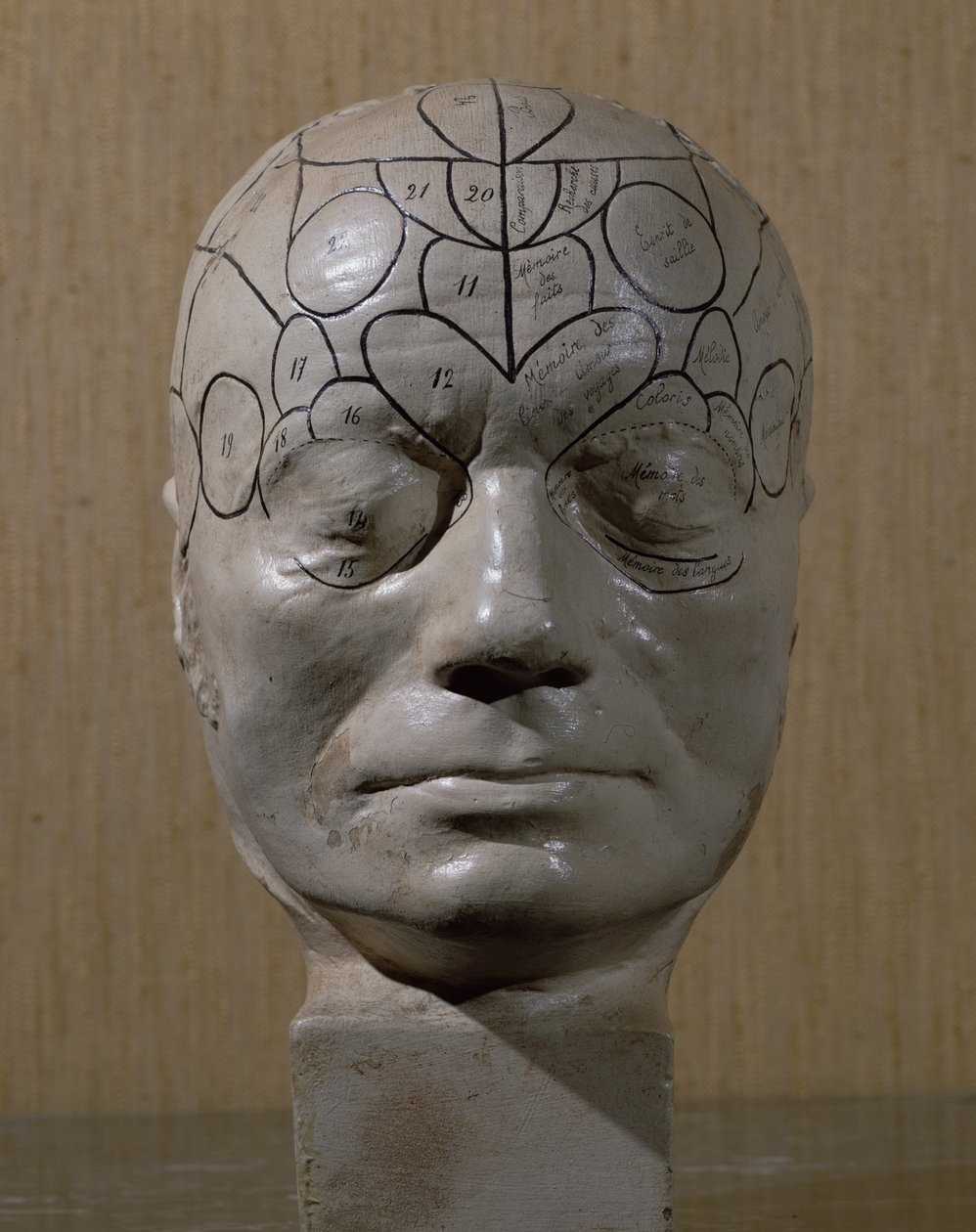 Tête phrénologique par Jean Martin Charcot - French School