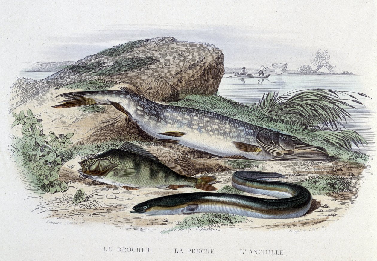 Poissons : Le brochet, la perche, l