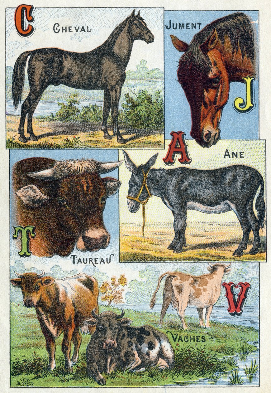 Planche 1 : Cheval, Jument, Taureau, Âne, Vaches. Gravure dans « Alphabet syllabaire des animaux domestiques et de basse-cour ». Série A. Pellerin et Cie, imprimeurs-éditeurs, Épinal, fin du XIXe siècle - French School