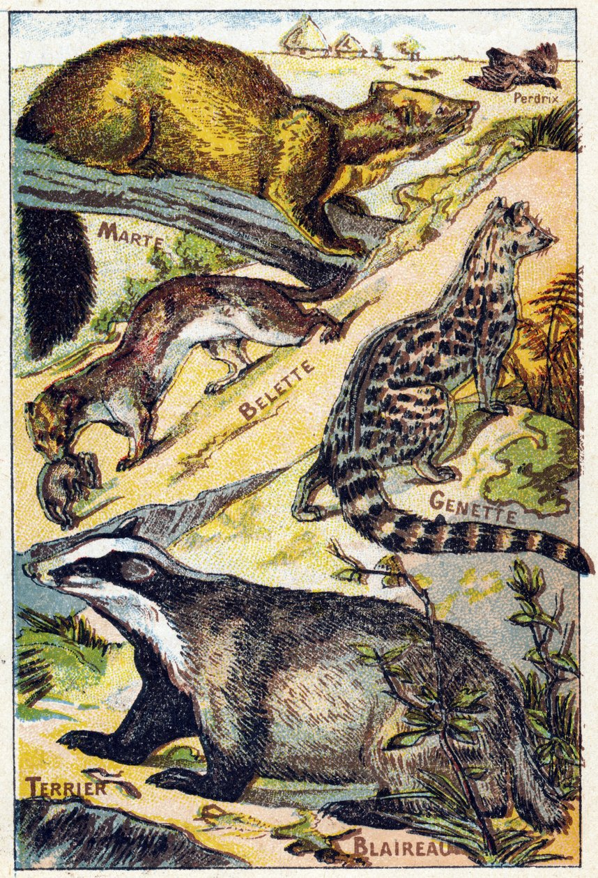 Planche 1: Perdrix, Martre, Belette, Genette, Blaireau, Terrier. Gravure dans "Syllabaire alphabet toutes sortes de betteraves". Série A. Pellerin et Cie, imprimeurs-éditeurs, Épinal, fin du 19e siècle. - French School