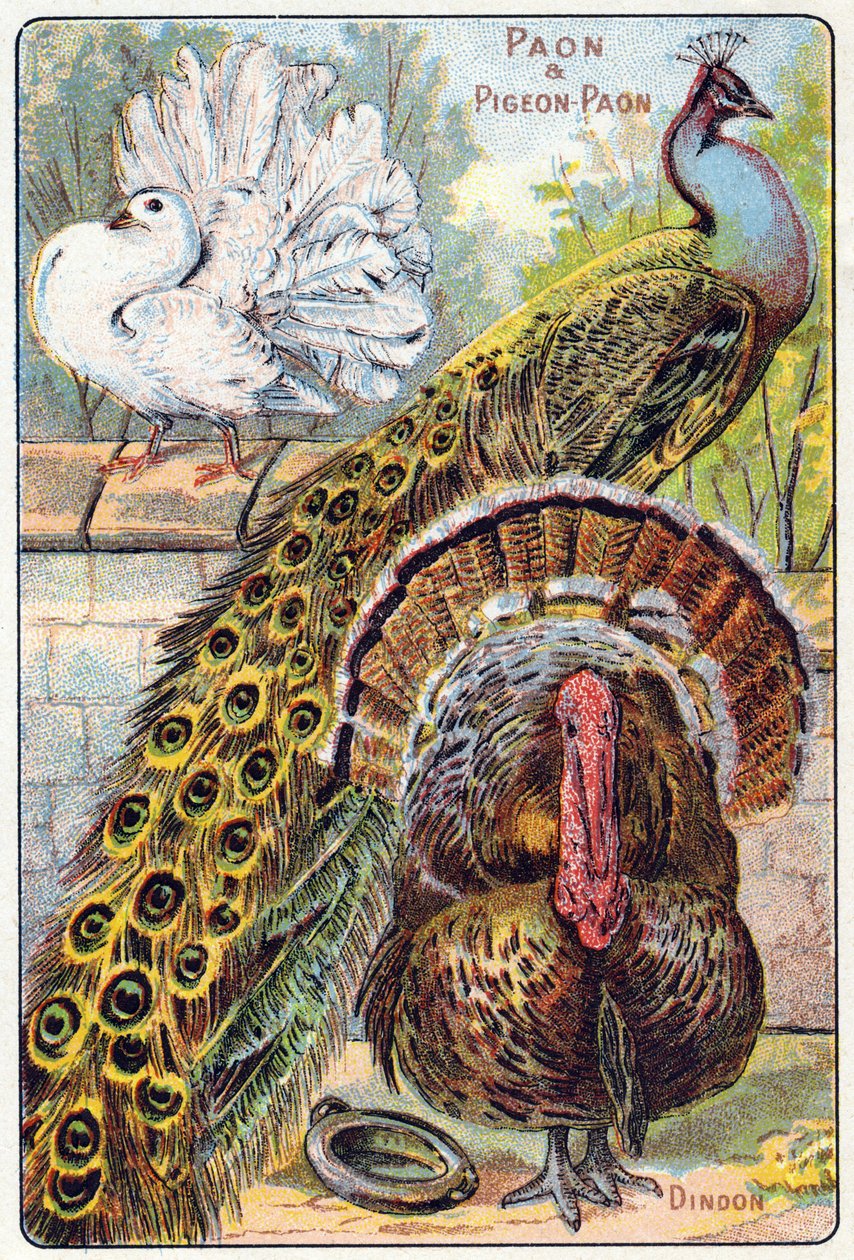 Planche 1: Paon et pigeon paon, Dinde. Gravure dans "Syllabaire alphabet des oiseaux et reptiles". Série A. Pellerin et Cie, imprimeurs-éditeurs, Épinal, fin du 19e siècle. - French School