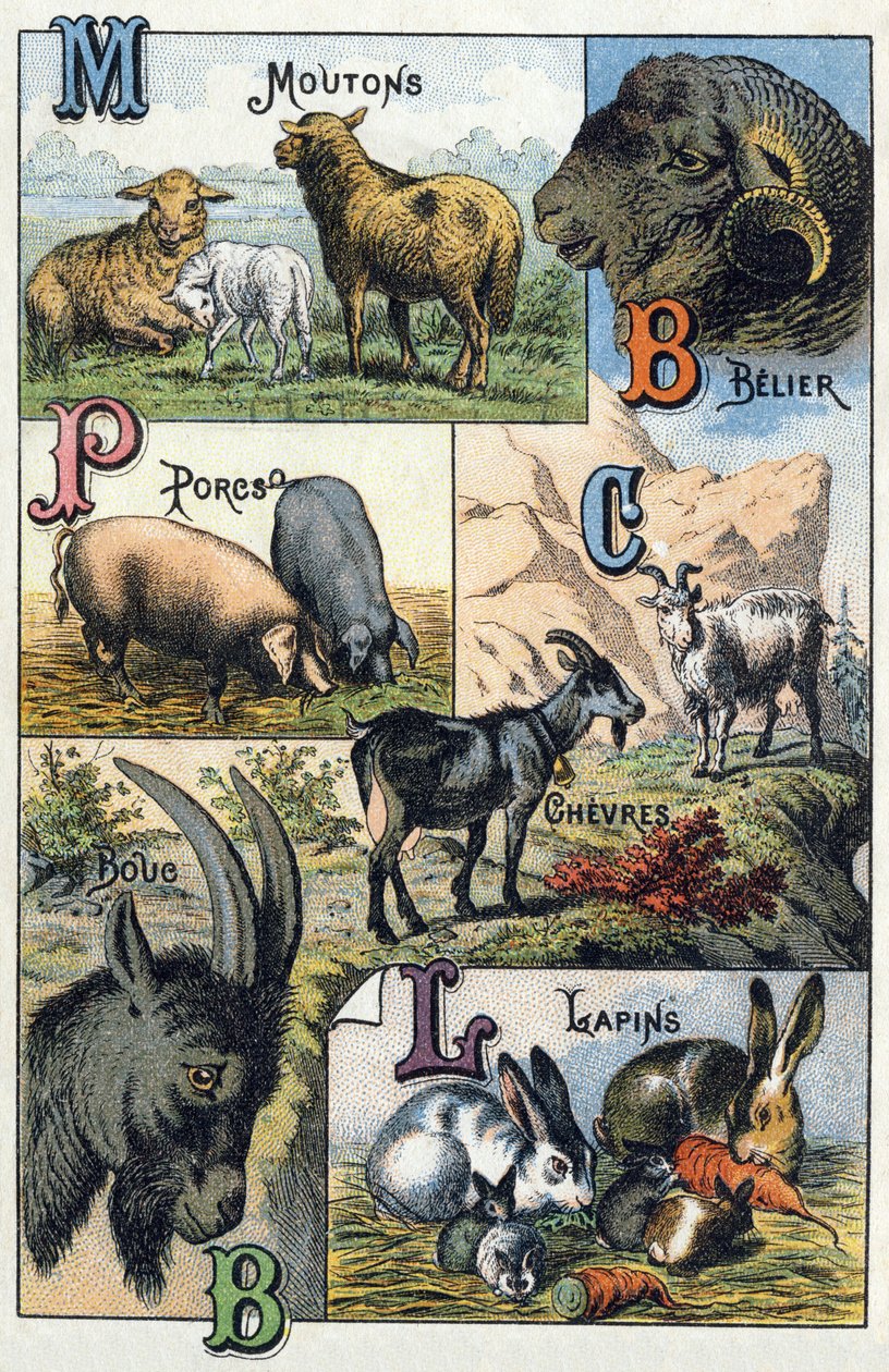 Planche 2 : Moutons, Bélier, Cochons, Chèvres, Lapins. Gravure dans "Alphabet syllabaire des animaux domestiques et de la basse-cour". Série A. Pellerin et Cie, imprimeurs-éditeurs, Épinal, fin du 19e siècle. Chromolithographies. Dim : 19,5 x 13,5 cm - French School