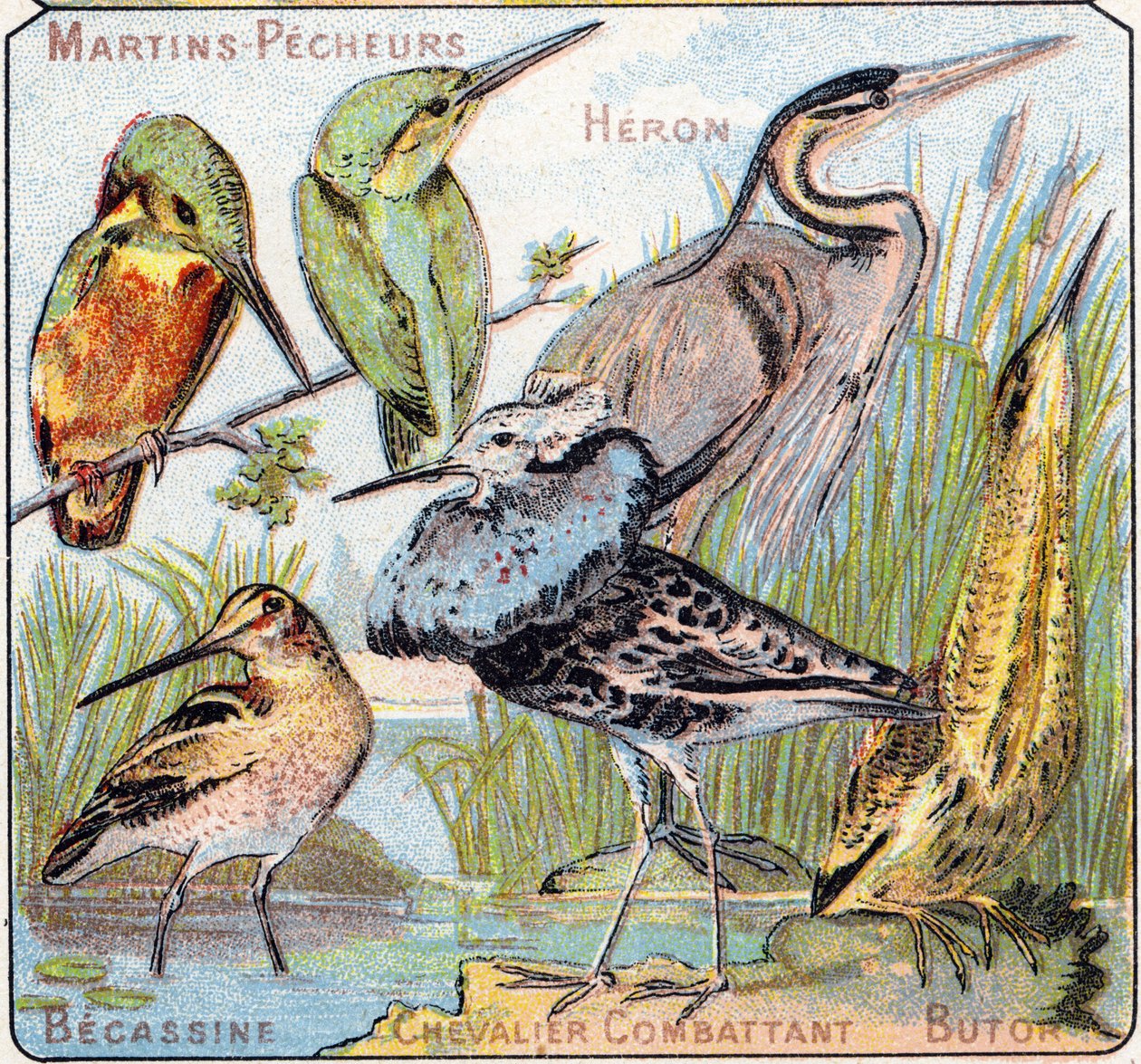 Planche 3 : Martin-pêcheur, Héron, Bécassine, Chevalier combattant, Butor. Gravure dans « Alphabet syllabaire des oiseaux et reptiles ». Série A. Pellerin et Cie, imprimeurs-éditeurs, Épinal, fin du XIXe siècle. Chromolithographies - French School
