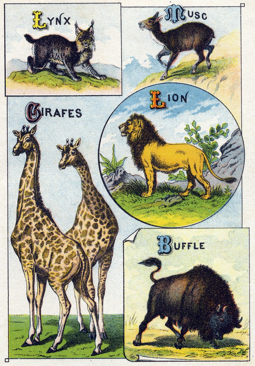 Planche 3 : Lynx, Musc, Girafes, Lion, Buffle. Gravure dans « Alphabet syllabaire des animaux sauvages ». Série A. Pellerin et Cie, imprimeurs-éditeurs, Épinal, fin du XIXe siècle - French School