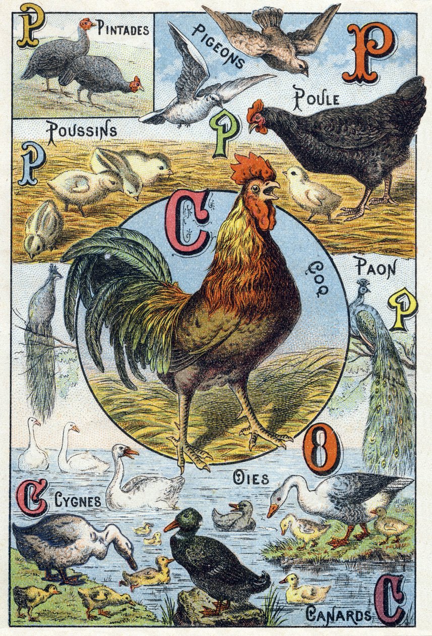 Planche 3 : Pintades, pigeons, poussins, poule, coq, paon, cygnes, oies, canards. Gravure dans « Alphabet syllabaire des animaux domestiques et de basse-cour ». Série A. Pellerin et Cie, imprimeurs-éditeurs, Épinal, fin du XIXe siècle - French School