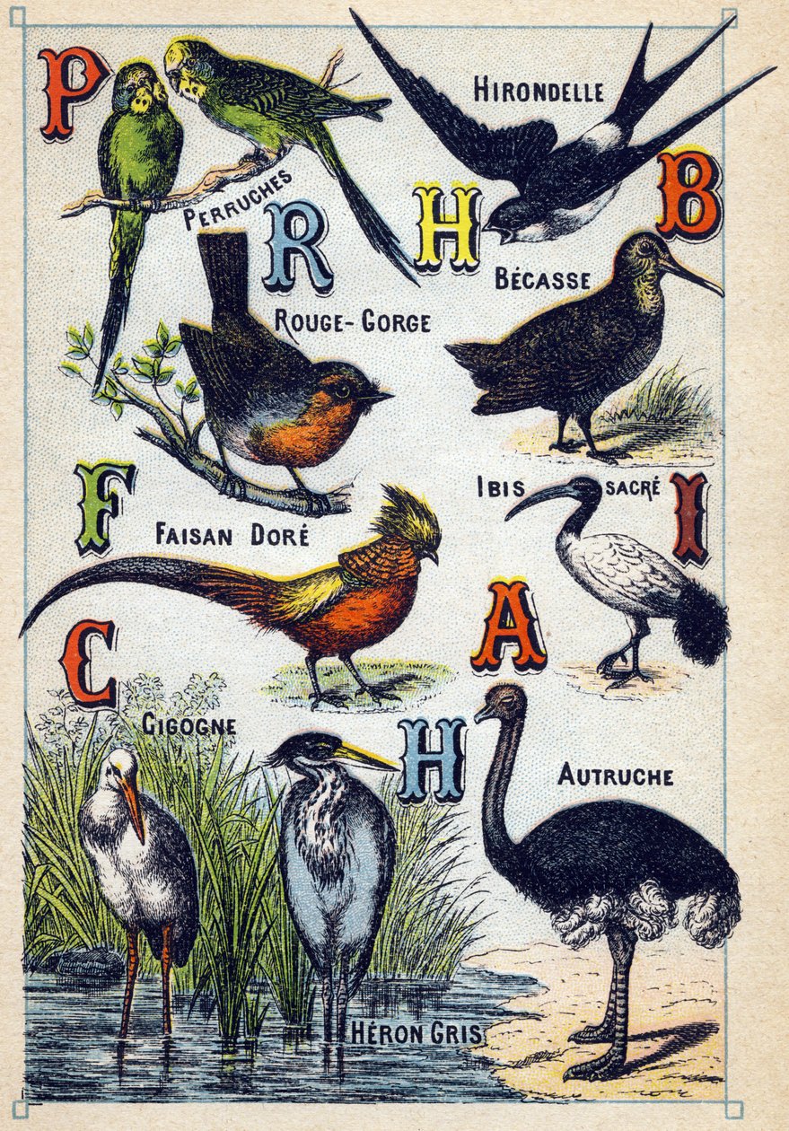 Planche 4: Perruches, Hirondelle, Rouge-gorge, Hêtre, Faisan doré, Ibis sacré, Cigogne, Autruche, Héron cendré. Gravure dans "Syllabaire alphabet des oiseaux". Série A. Pellerin et Cie, imprimeurs-éditeurs, Épinal, fin du 19e siècle. - French School