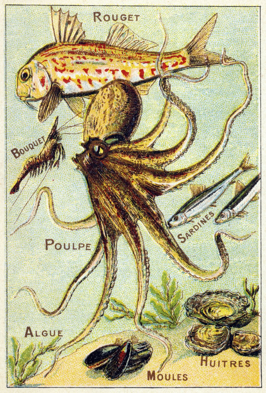 Planche 4: Rouget, Bouquet, Poulpe, Sardines, Algues, Moules, Huîtres. Gravure dans "Alphabet syllabaire des poissons de mer et d