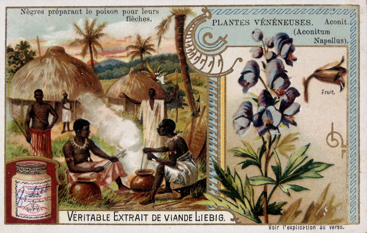 Plantes toxiques : aconit et Africain préparant du poison pour leurs flèches - chromo. Liébig, fin 19ème siècle - French School