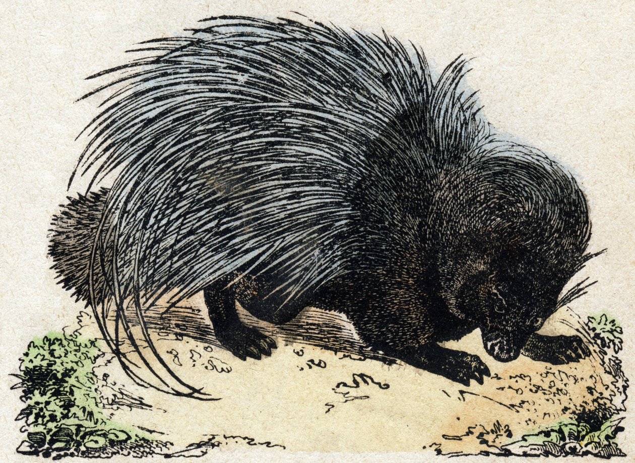 Porc-épic. Gravure dans "Alphabet des animaux sauvages". 9e Série. Imagerie d