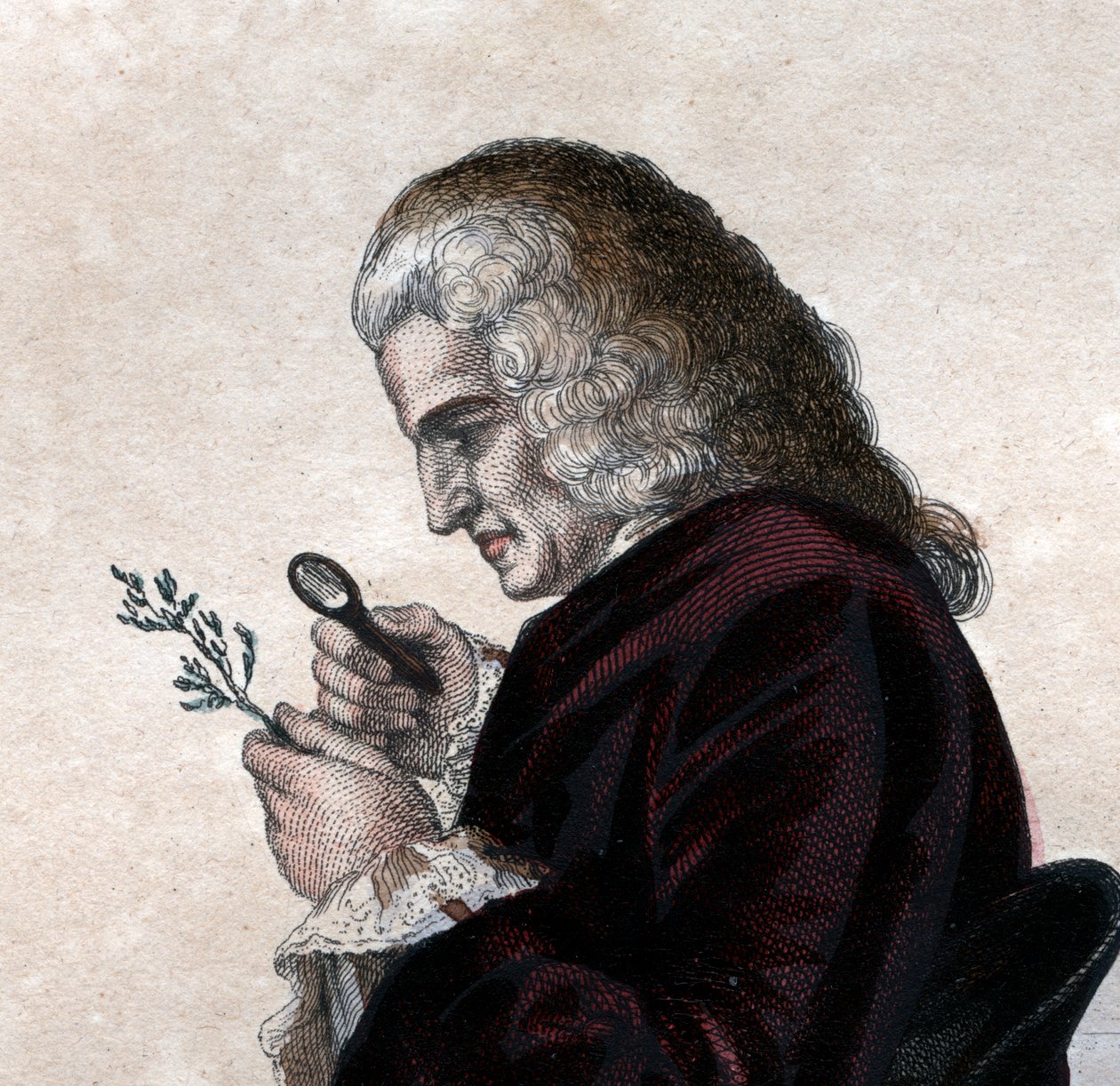 Portrait de Bernard de Jussieu (1699-1777), naturaliste français - French School