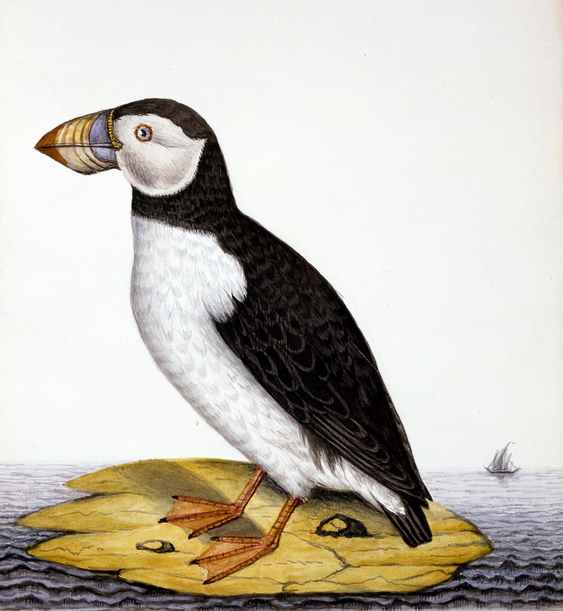 Macareux, marmon fratercula, c.1840 - French School