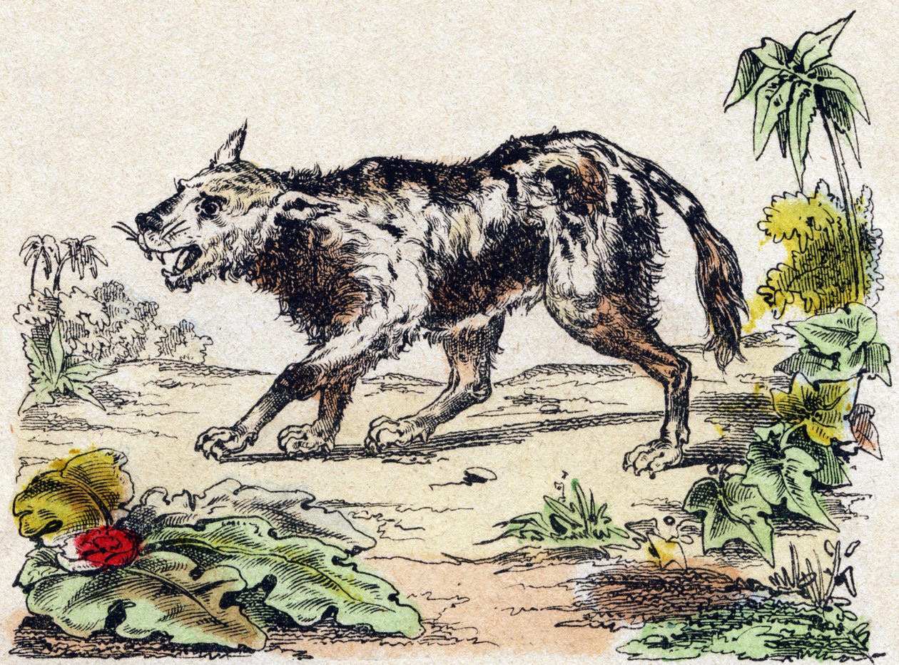 Quachy (espèce de chien lion d