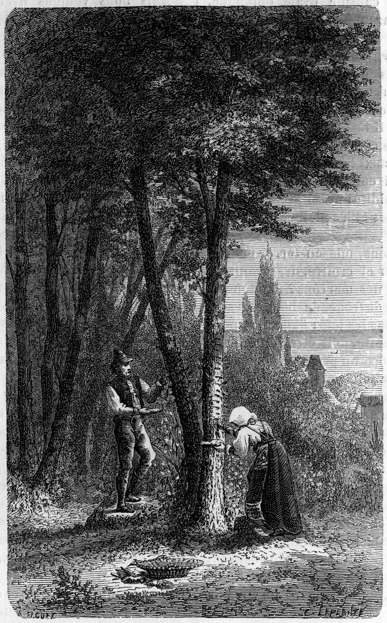 Récolte de manne sur frênes à feuilles rondes. Gravure dans "Le Journal de la jeunesse" - French School