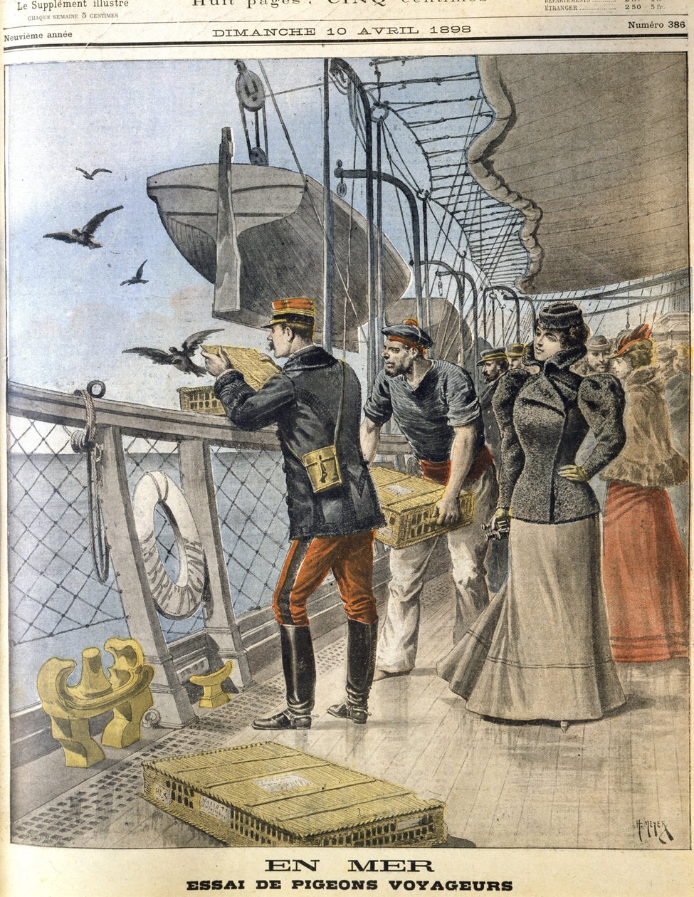 Libération des pigeons voyageurs de l