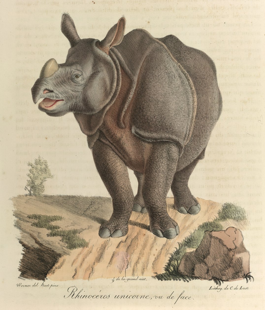 Rhinocéros unicorne. Un rhinocéros, de 