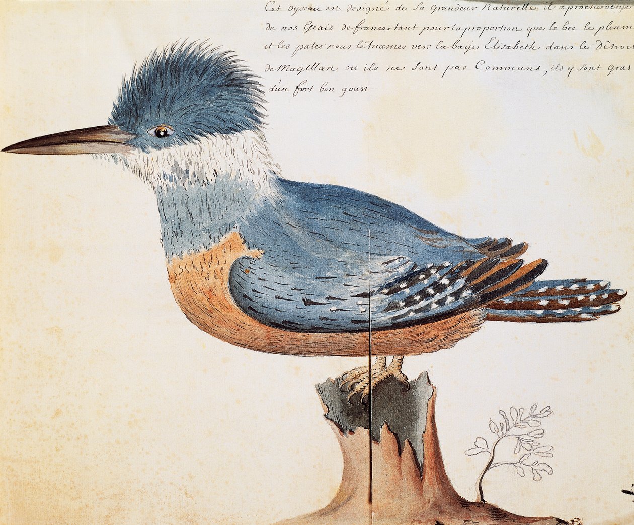 Martin-pêcheur à collier (Megaceryle torquata), Elizabeth Bay, détroit de Magellan, aquarelle du journal de bord de Jacques Gouin de Beauchesne (1652-1730), capitaine de la Compagnie royale de la Mer du Sud, de 1698 à 1701, France - French School