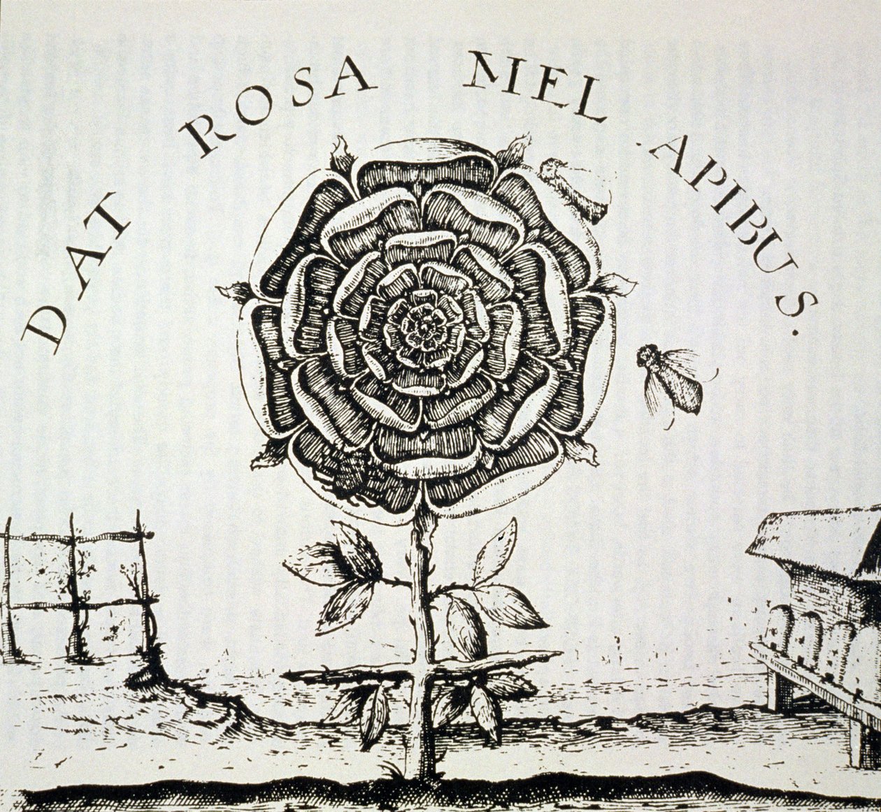 Allégorie rosicrucienne, copie d