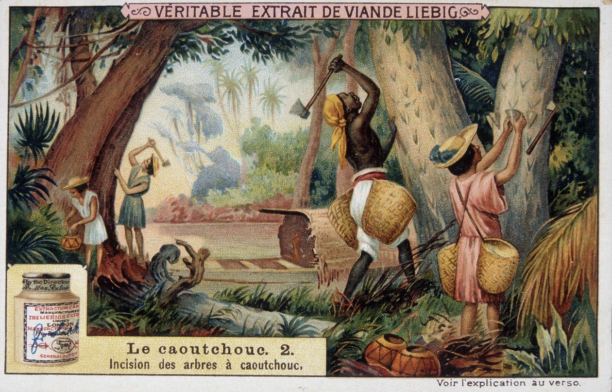 Caoutchouc : incision des arbres à caoutchouc - chromo Liébig - French School