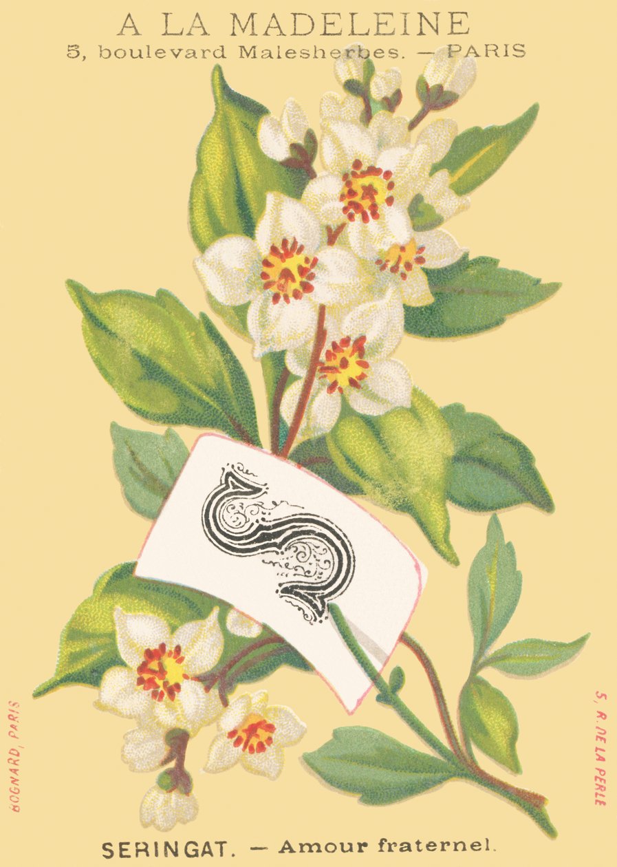 S: seringat - amour fraternel - French School