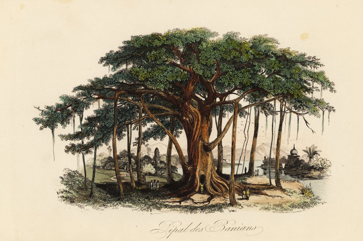 Figuier sacré, Ficus religiosa, également connu sous le nom d