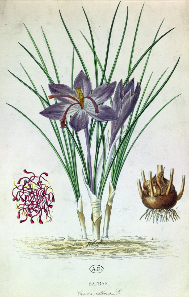 Safran (Crocus Sativus) - French School