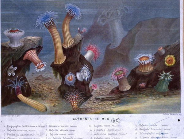Anémones de mer, d