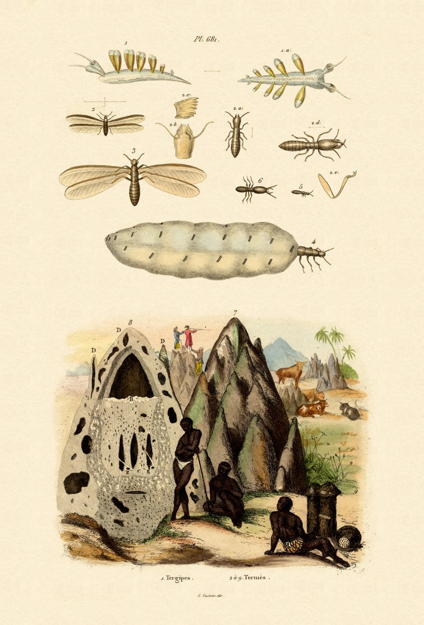 Limace de mer - French School