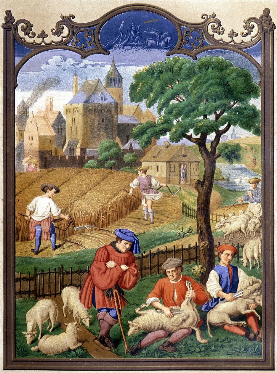 Tonte des moutons et récolte - miniature, Moyen Âge - French School