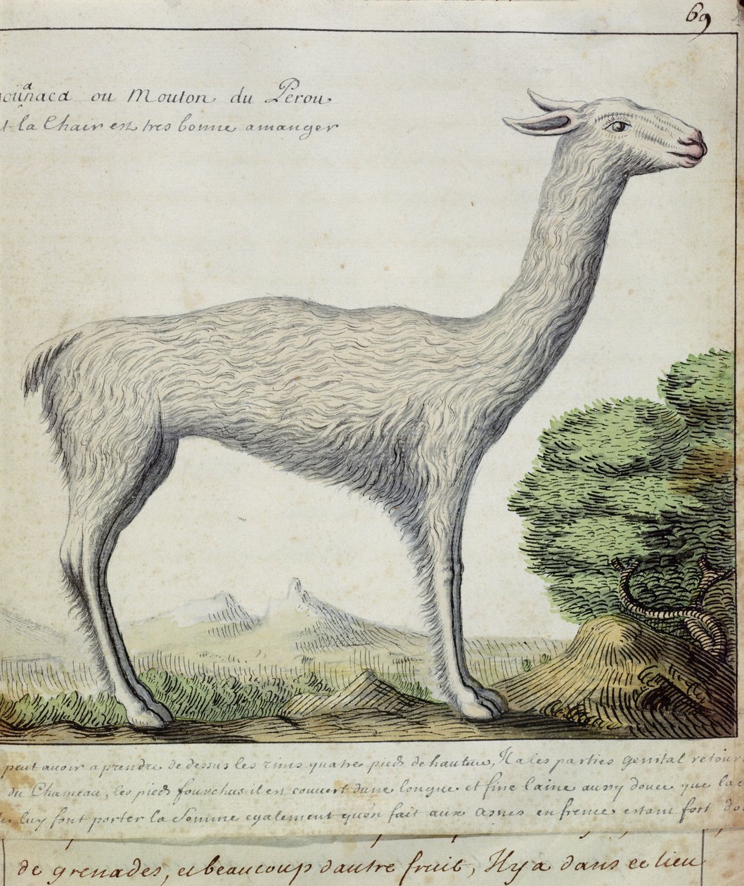 Moutons du Pérou (Lama ou Alpaga) - French School