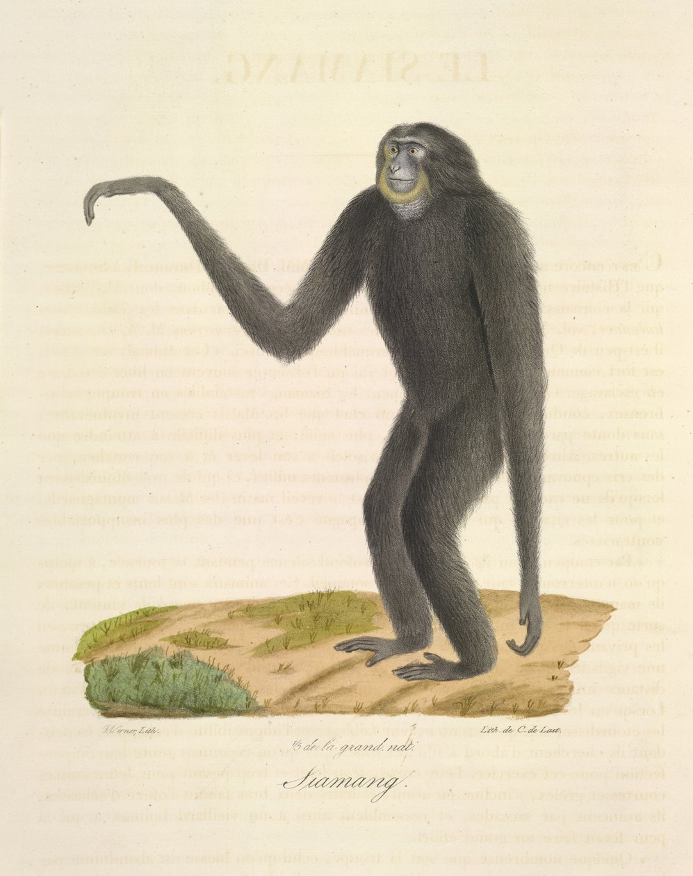 Siamang, de Histoire Naturelle des Mammifères - French School