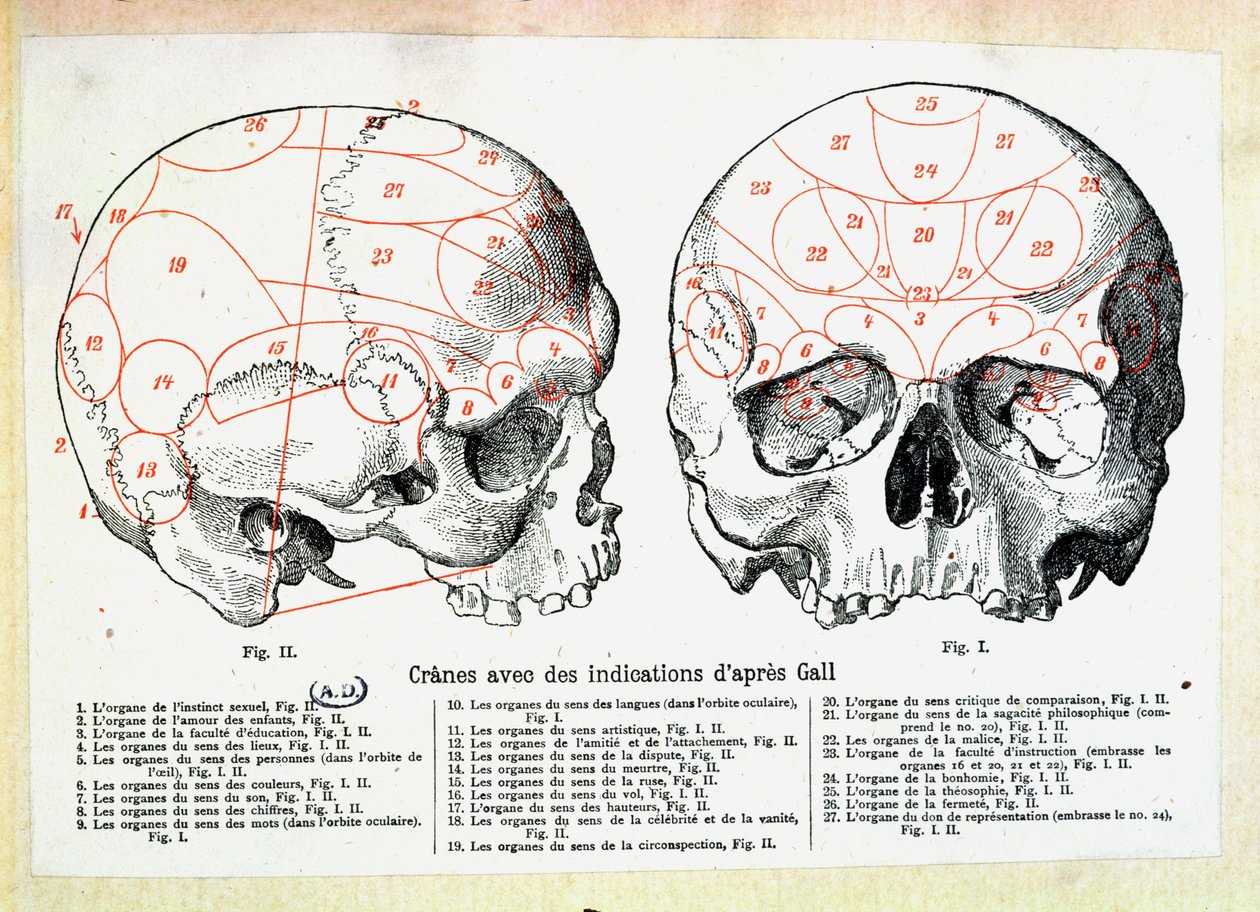 Crâne avec indications phrénologiques d