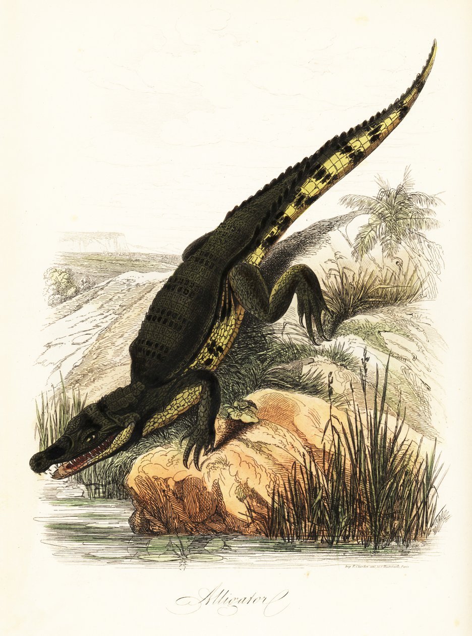 Caïman à lunettes, Caiman crocodilus - French School