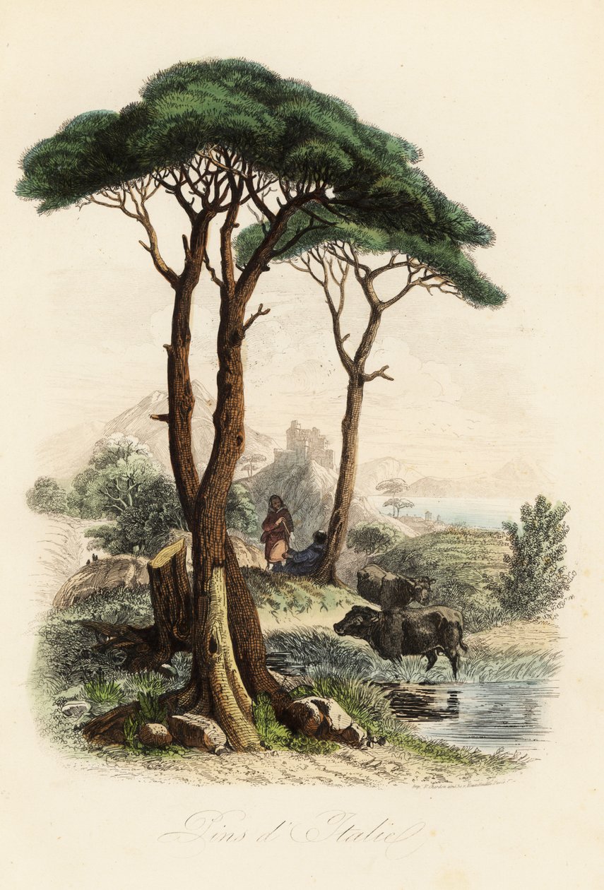 Pin parasol, Pinus pinea, également connu sous le nom de pin parasol italien, pin parasol et pin parasol - French School