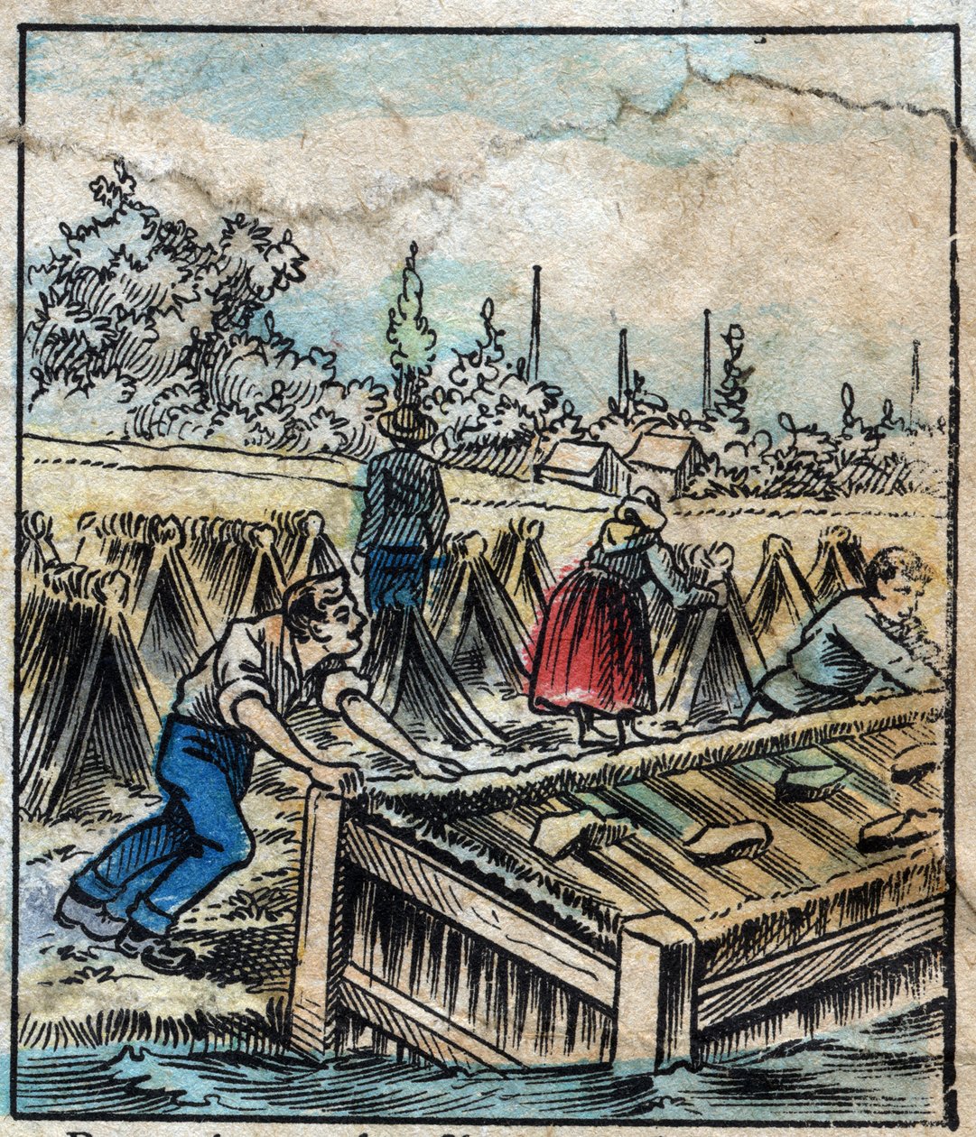 Textile, lin. Rouille du lin : pour séparer les filaments de paille, les bottes de lin sont trempées dans l