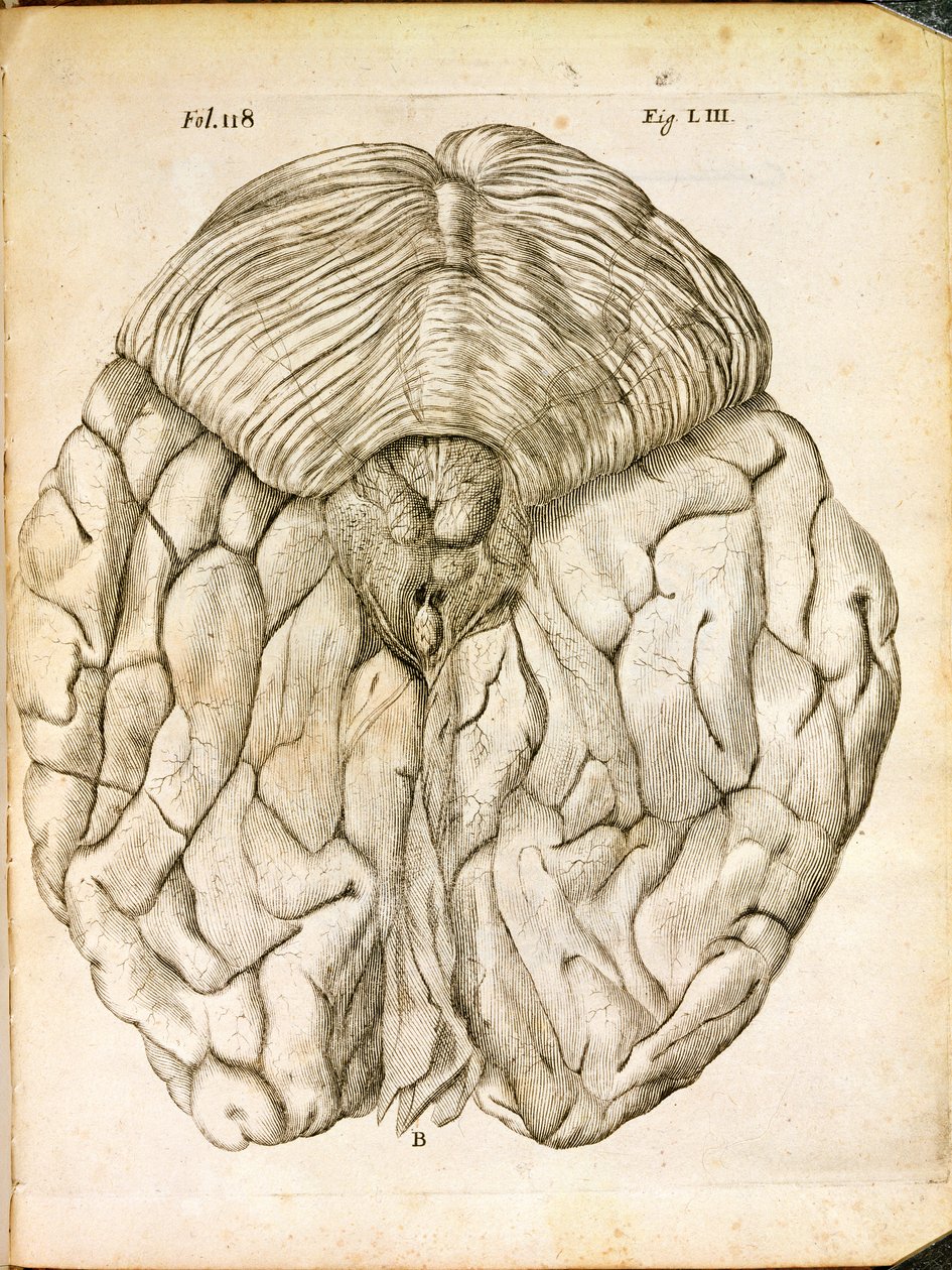 La Structure du Cerveau, de De Homine Figuris par René Descartes (1596-1650) publié à La Haye, 1662 - French School