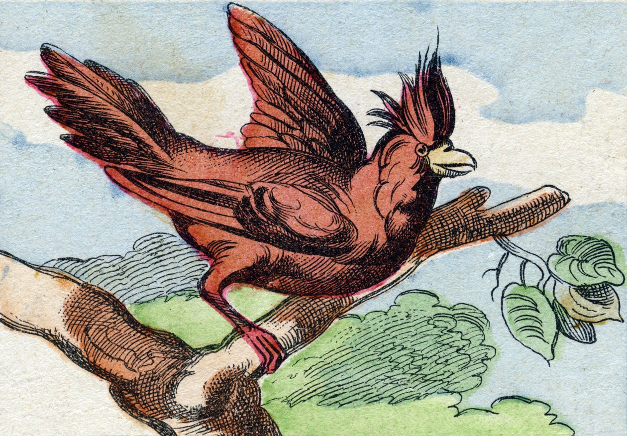 Le cardinal. Gravure dans "Buffon Alphabet des Oiseaux n° 2". 3e Série n° 2. Imagerie d